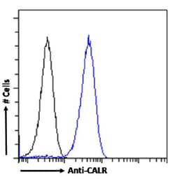 Invitrogen Calreticulin Recombinant Rabbit Monoclonal Antibody (SAIC-16D-6B9)