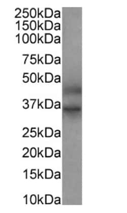 Invitrogen FEN1 Recombinant Rabbit Monoclonal Antibody (SAIC-21C-4) 200