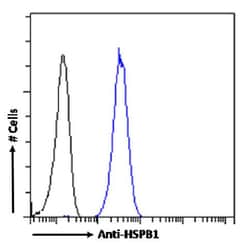 Invitrogen HSP27 Recombinant Rabbit Monoclonal Antibody (SAIC-23B-22) 200