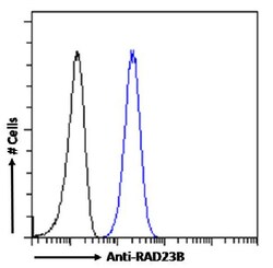 Invitrogen RAD23B Recombinant Rabbit Monoclonal Antibody (SAIC-28A-29)