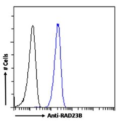 Invitrogen RAD23B Recombinant Rabbit Monoclonal Antibody (SAIC-28B-8) 200