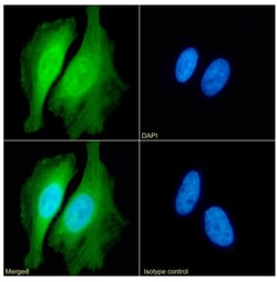 Invitrogen PRDX2 Recombinant Rabbit Monoclonal Antibody (SAIC-34B-124)