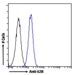 Invitrogen Ezrin Recombinant Rabbit Monoclonal Antibody (SAIC-37C-23) 200