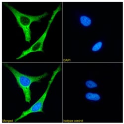 Invitrogen Ezrin Recombinant Rabbit Monoclonal Antibody (SAIC-37C-23) 200
