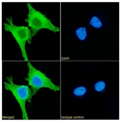 Invitrogen PRDX4 Recombinant Rabbit Monoclonal Antibody (SAIC-40A-24) 200
