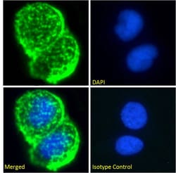Invitrogen MUC1 Chimeric Recombinant Rabbit Monoclonal Antibody (Mc5) 200