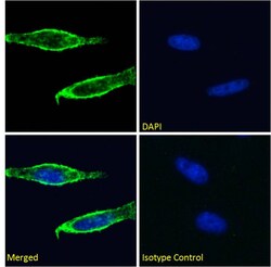 Invitrogen CD98 Recombinant Mouse Monoclonal Antibody (CP1-5) 200 &mu;g;