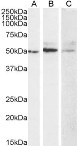 Invitrogen MMP14 Recombinant Mouse Monoclonal Antibody (LEM-2/15) 200 &mu;g;