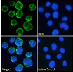 Invitrogen CD11c Chimeric Recombinant Rabbit Monoclonal Antibody (N418)