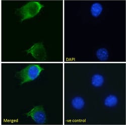 Invitrogen EGFR Chimeric Recombinant Rabbit Monoclonal Antibody (S3 12D)