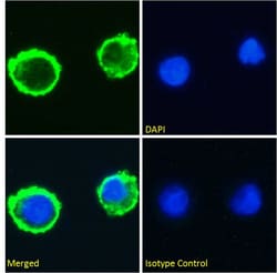 Invitrogen Lewis Y Chimeric Recombinant Mouse Monoclonal Antibody (BR96)