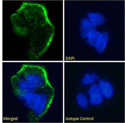 Invitrogen Lewis Y Recombinant Mouse Monoclonal Antibody (H18A) 200 &mu;g;