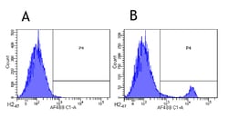 Invitrogen CD8b Chimeric Recombinant Rabbit Monoclonal Antibody (YTS 156.7.7)