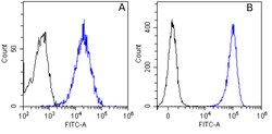Invitrogen Matuzumab Chimeric Recombinant Rabbit Monoclonal Antibody (Matuzumab)