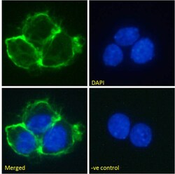 Invitrogen Matuzumab Chimeric Recombinant Rabbit Monoclonal Antibody (Matuzumab)
