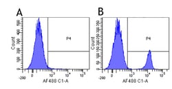 Invitrogen CD19 Chimeric Recombinant Rabbit Monoclonal Antibody (FMC63)