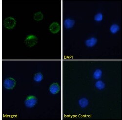 Invitrogen Integrin beta 7 Chimeric Recombinant Rabbit Monoclonal Antibody