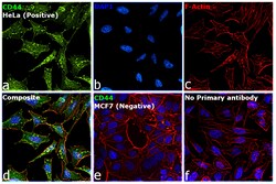 Invitrogen CD44 Chimeric Recombinant Rabbit Monoclonal Antibody (Hermes-1) 200 &mu;g | Buy Online | Invitrogen&trade; | Fisher Scientific