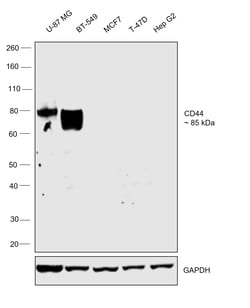 Invitrogen CD44 Chimeric Recombinant Rabbit Monoclonal Antibody (Hermes-1) 200 &mu;g | Buy Online | Invitrogen&trade; | Fisher Scientific