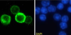 Invitrogen CD27 Chimeric Recombinant Rabbit Monoclonal Antibody (LG.3A10)