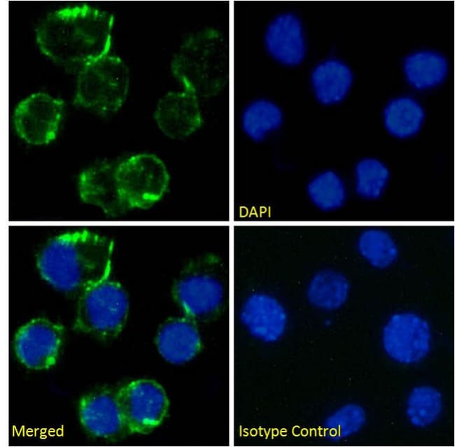 CD81 Recombinant Mouse Monoclonal Antibody (1D6), Invitrogen 200 μg ...
