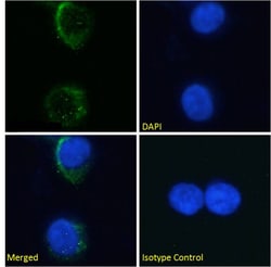Invitrogen CD235a (Glycophorin A) Recombinant Mouse Monoclonal Antibody