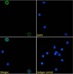 Invitrogen CD154 (CD40 Ligand) Chimeric Recombinant Rabbit Monoclonal Antibody