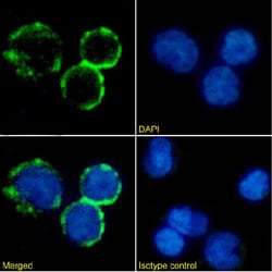 Invitrogen CD154 (CD40 Ligand) Chimeric Recombinant Rabbit Monoclonal Antibody