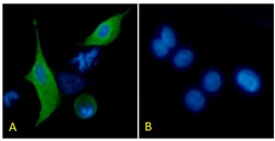 Invitrogen Podoplanin Chimeric Recombinant Rabbit Monoclonal Antibody (PMab-1)