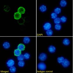 Invitrogen MHC Class II (I-A/I-E) Chimeric Recombinant Rabbit Monoclonal