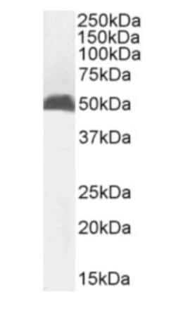 Invitrogen MHC Class I Chimeric Recombinant Rabbit Monoclonal Antibody
