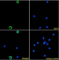 Invitrogen CLEC4A Chimeric Recombinant Rabbit Monoclonal Antibody (9E8)