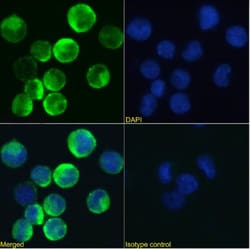 Invitrogen CSF2RB Chimeric Recombinant Rabbit Monoclonal Antibody (BION-1)
