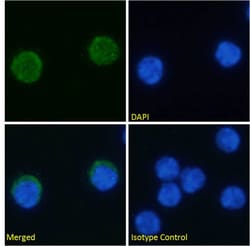 Invitrogen VISTA Chimeric Recombinant Rabbit Monoclonal Antibody (MH5A) 200 &mu;g | Buy Online | Invitrogen&trade; | Fisher Scientific