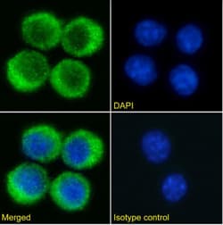 Invitrogen VISTA Chimeric Recombinant Rabbit Monoclonal Antibody (mam82)
