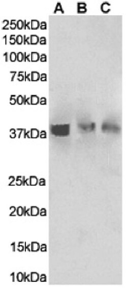 Invitrogen TNFRSF14 (HVEM) Chimeric Recombinant Rabbit Monoclonal Antibody