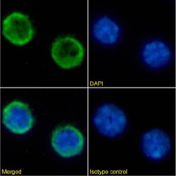 Invitrogen CD45R Chimeric Recombinant Rabbit Monoclonal Antibody (RA3-6B2)