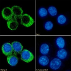 Invitrogen CCRL2 Chimeric Recombinant Rabbit Monoclonal Antibody (BZ2E3)
