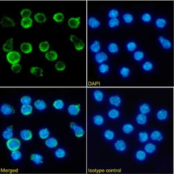 Invitrogen CD137 Chimeric Recombinant Rabbit Monoclonal Antibody (LOB12.3) 200 &mu;g | Buy Online | Invitrogen&trade; | Fisher Scientific
