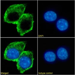 Invitrogen TIM-3 Chimeric Recombinant Rabbit Monoclonal Antibody (2C12)