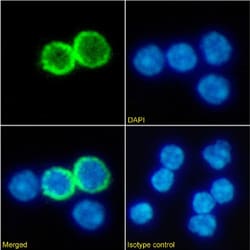 Invitrogen CD357 (AITR/GITR) Chimeric Recombinant Rabbit Monoclonal Antibody