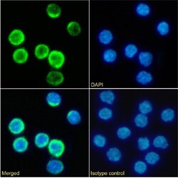Invitrogen CD25 Chimeric Recombinant Rabbit Monoclonal Antibody (PC-61.5.3)