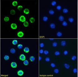 Invitrogen CD20 Chimeric Recombinant Rabbit Monoclonal Antibody (18B12) 200 &mu;g | Buy Online | Invitrogen&trade; | Fisher Scientific