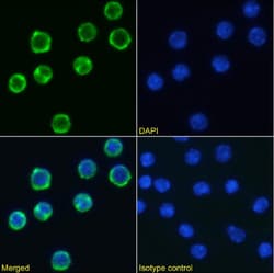 Invitrogen CD98 Chimeric Recombinant Rabbit Monoclonal Antibody (RL388)