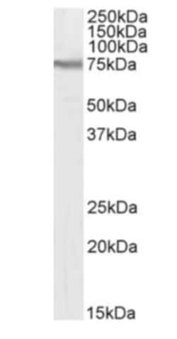Invitrogen CD98 Chimeric Recombinant Rabbit Monoclonal Antibody (RL388)