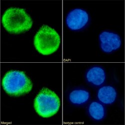 Invitrogen MS4A4A Chimeric Recombinant Rabbit Monoclonal Antibody (5C12)