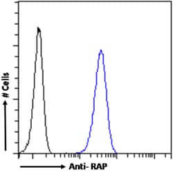 Invitrogen RAP Chimeric Recombinant Rabbit Monoclonal Antibody (7F1) 200
