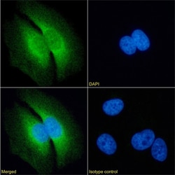 Invitrogen RAP Chimeric Recombinant Rabbit Monoclonal Antibody (7F1) 200