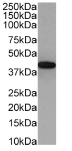 Invitrogen PD-1 (CD279) Chimeric Recombinant Rabbit Monoclonal Antibody (J43) 200 &mu;g | Buy Online | Invitrogen&trade; | Fisher Scientific