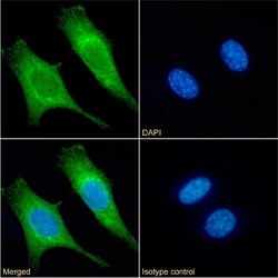 Invitrogen Cytochrome C Chimeric Recombinant Rabbit Monoclonal Antibody